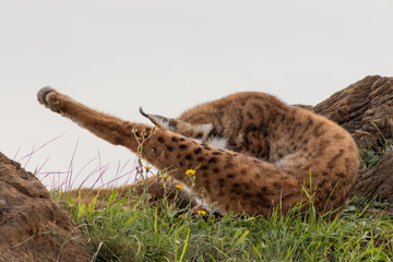 boreal lynx resting in its territory