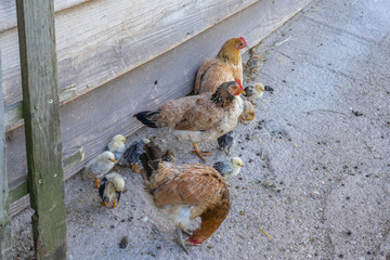 Mélisey, France - 10 11 2019: The Baverey barns. Chicks and hens