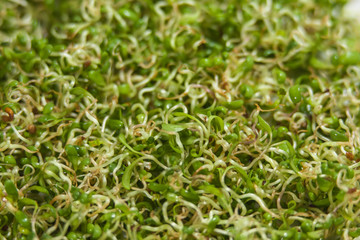 lucerne alfalfa texture background. nutrition. bio. natural food ingredient. macro shot. shallow depth of field.