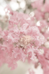pink crape myrtle with soft light high key filter effect