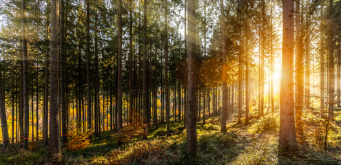 Silent Forest in spring with beautiful bright sun rays - obrazy, fototapety, plakaty