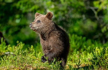 Brown bear cub in the summer forest.  Scientific name: Ursus arctos. Natural Green Background. Natural habitat.