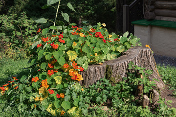 Red flowers grow from an old wooden stump. Stump is used as a decorative flower pot on a sunny summer day in a green meadow