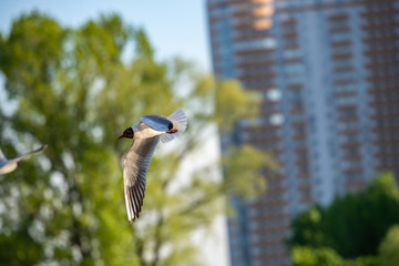 Flying larus in city street in sunshine lights