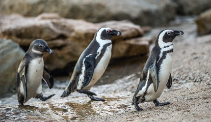 Fototapeta na wymiar African penguins on the stone in evening twilight. African penguin (Scientific name: Spheniscus demersus) also known as the jackass penguin and black-footed penguin. Boulders colony. South Africa