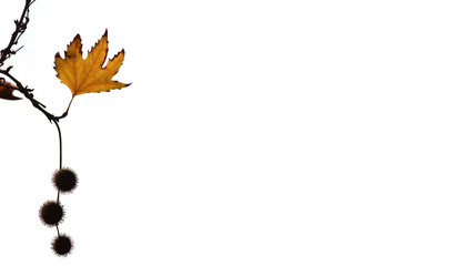  plane tree leaf autumn note card