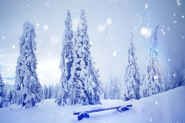 Obraz premium Christmas background with snowy fir trees.