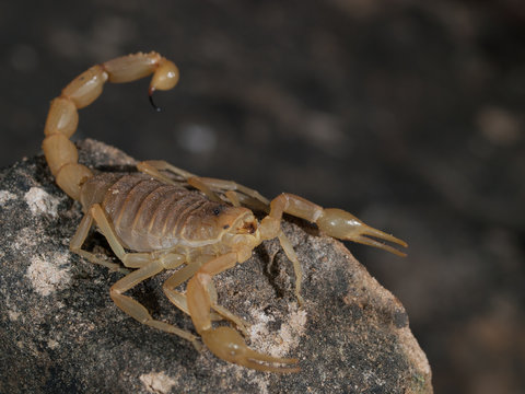 Escorpi&oacute;n por la zona de Cripan