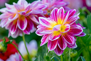 bee and dahlia flower