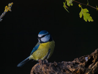 Fototapeta premium Herrerillo común