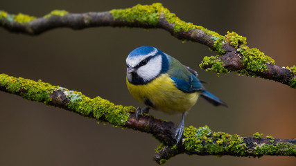 Fototapeta premium Herrerillo común