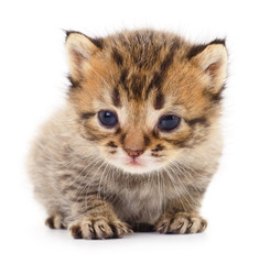 Kitten on white background.