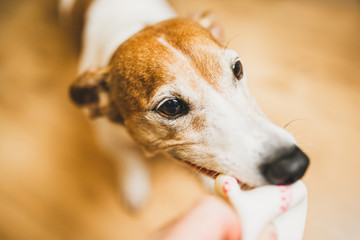 Well-groomed energetic puppy Jack Russell Terrier actively plays with a man - takes a ball with his teeth