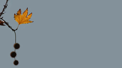  plane tree leaf autumn note card