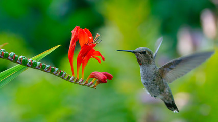 hummingbird in flight