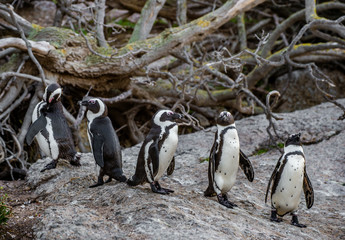 African penguins on the stone in evening twilight. African penguin (Scientific name: Spheniscus...