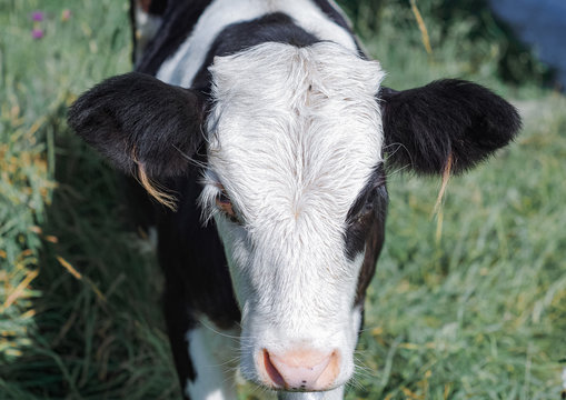 Yin and yang, cute black and white baby cow face