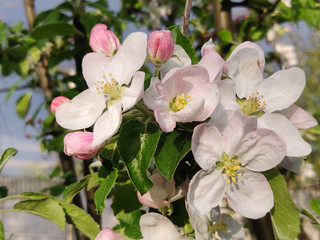 Apple blooms