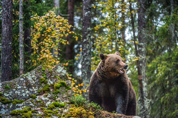 Bear on a rocks. Adult Big Brown Bear in the autumn forest.  Scientific name: Ursus arctos. Autumn season, natural habitat.
