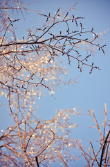 Winter Tree Branches with Sparkling Ice