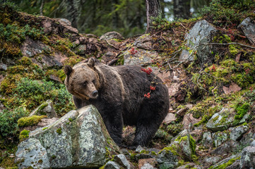 Bear on a rocks. Adult Big Brown Bear in the autumn forest.  Scientific name: Ursus arctos. Autumn season, natural habitat.