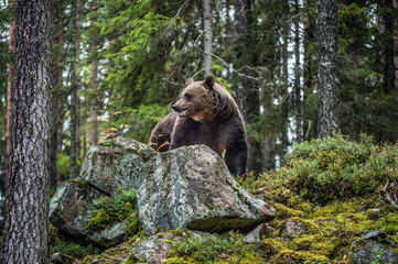 Obraz na płótnie Canvas Bear on a rocks. Adult Big Brown Bear in the autumn forest. Scientific name: Ursus arctos. Autumn season, natural habitat.
