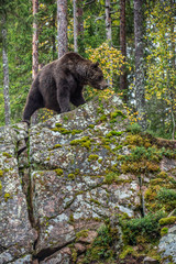 Bear on a rocks. Adult Big Brown Bear in the autumn forest.  Scientific name: Ursus arctos. Autumn season, natural habitat.