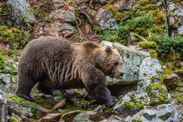 Obraz premium Bear on a rocks. Adult Big Brown Bear in the autumn forest. Scientific name: Ursus arctos. Autumn season, natural habitat.