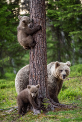 Brown bear cubs climbs a tree. She-bear and cubs in the summer forest. Brown bear. Scientific name: Ursus arctos. Summer season, natural habitat. - 305553627