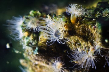 sea anemone with long transparent tentacles, Actinia sp., possibly Diadumene lineata, catch...
