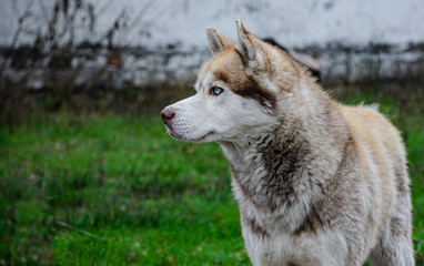 White Husky in the autumn garden.