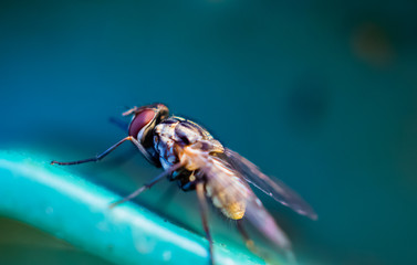 Macro shot of a fly from the side angle. A fly sitting on a plastic with low depth of field and...