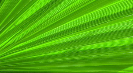 Obraz premium Palm leaf texture for background