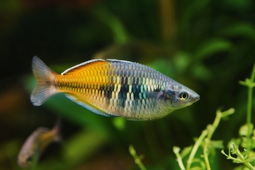 easy to keep adult Boeseman's rainbowfish, Melanotaenia boesemani, endemic of Ayamaru lakes, West...