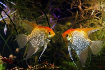 aggressive angelfish males ready to fight, artificial aqua trade breed of wild Pterophyllum scalare cichlid in Koi coloration, popular ornamental fish from Amazon, nature planted aquascape