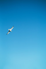 seagull on a background of blue sky