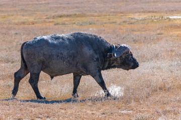 A buffalo standing in the savannah in Tanzania, in the caldera of Ngorongoro