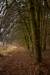 Obraz premium Deciduous trees, a shelter for birds.