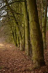 Multiple deciduous trees, Kociewie district, Tczew, Poland. 