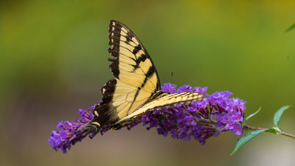 Tiger Swallowtail Butterfly on Purple Flower Blooms