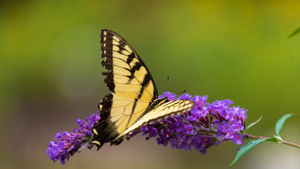 Tiger Swallowtail Butterfly on Purple Flower Blooms