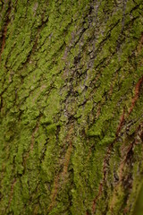 Big grey pores the bark of a deciduous tree