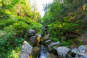The brook in mountain