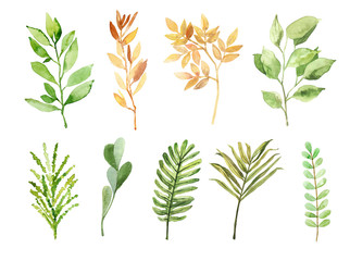 Watercolor hand drawn rainforest leaves botanical illustration set isolated on white background