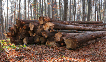 Pile of wooden logs lie on forest meadow