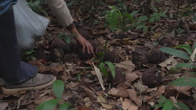 Closeup of native man hand collecting Brazil nuts coconuts on the ground of the Amazon rainforest during the harvest season in the forest. Concept of environment, ecology, conservation and food. 