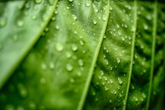 Background of a green leaf covered with dewdrops