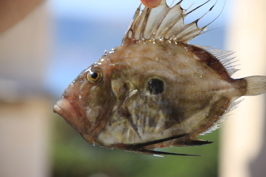 Fish inhabitant of the Adriatic sea.