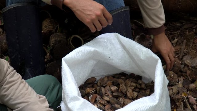Closeup of native woman's hand taking Brazil nuts from shell with bag in Amazon rainforest during harvest season in forest. Concept of environment, sustainability, ecology, conservation and food.