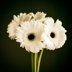 Bouquet of white gerbera daisies in vintage style